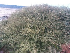 Ceanothus perplexans