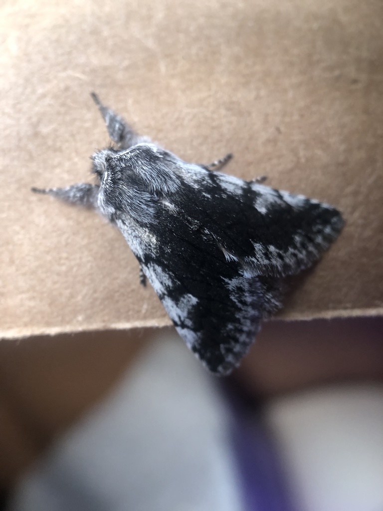 Pleromelloida