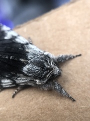 Pleromelloida conserta