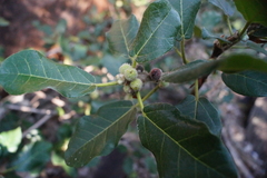 Ficus glumosa