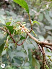 Hoffmannia excelsa
