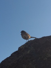 Junco insularis