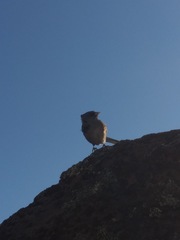 Junco insularis