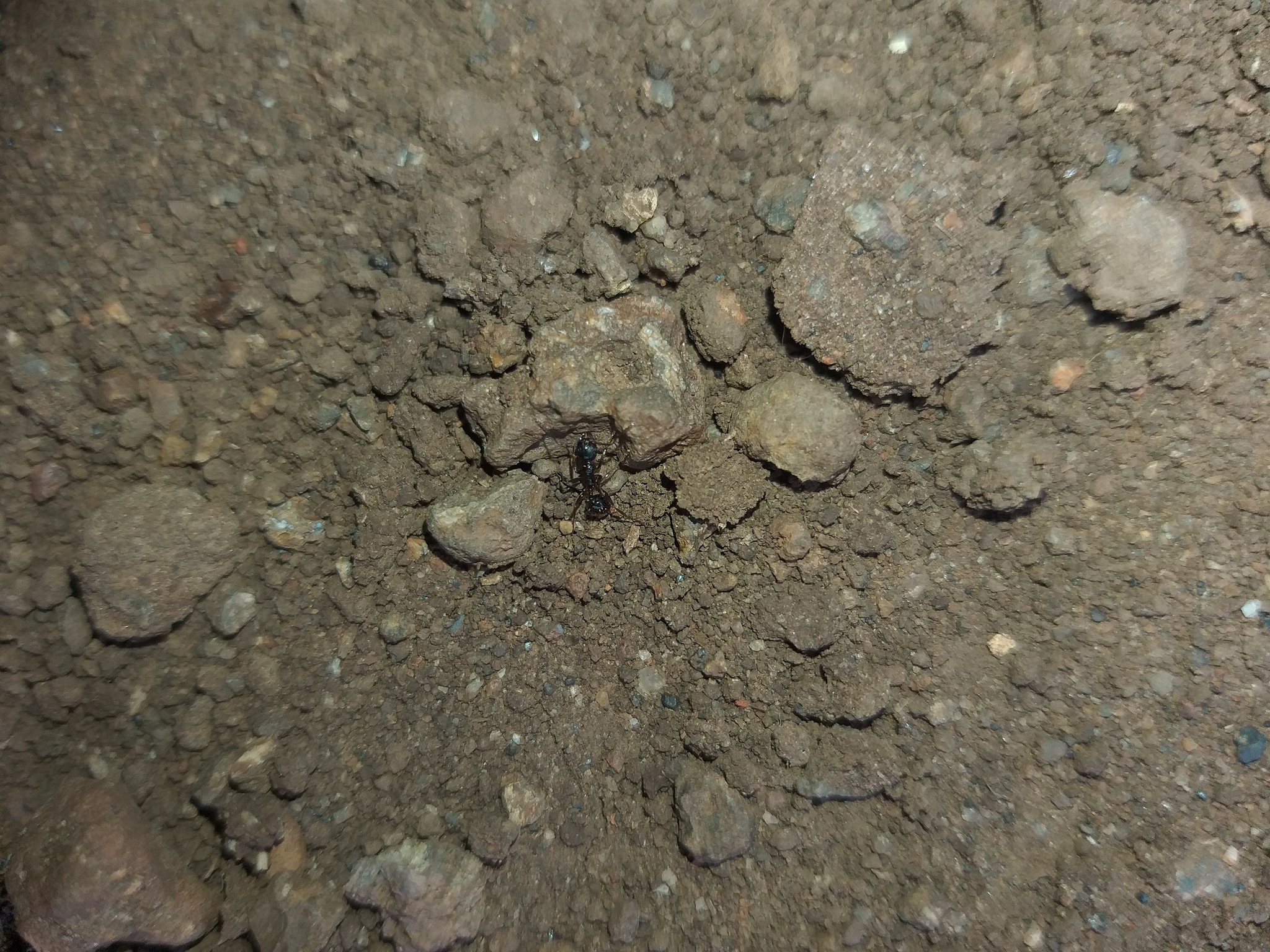 Aphaenogaster patruelis