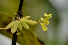 Erycina pumilio