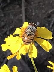 Copestylum isabellina