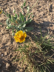 Amblyolepis setigera