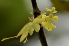 Erycina pumilio