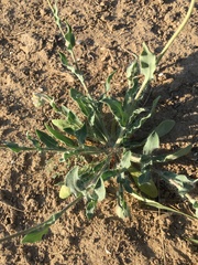 Amblyolepis setigera