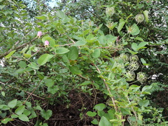 Clematis reticulata
