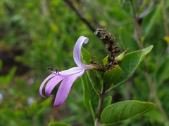 Chorisochora transvaalensis