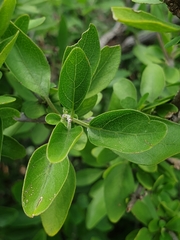 Chorisochora transvaalensis