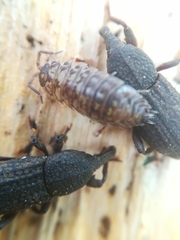 Mitoplinthus caliginosus