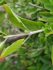Chorisochora transvaalensis