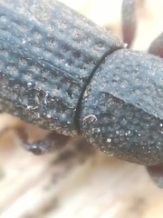 Mitoplinthus caliginosus
