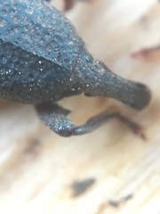 Mitoplinthus caliginosus