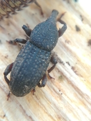 Mitoplinthus caliginosus