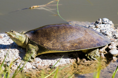 Apalone spinifera emoryi