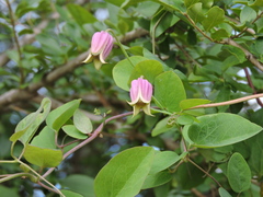 Clematis reticulata