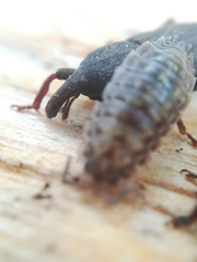 Mitoplinthus caliginosus
