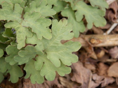 Stylophorum diphyllum