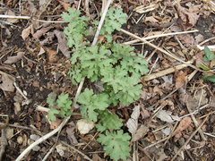 Stylophorum diphyllum