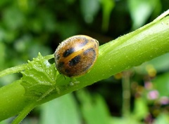 Epilachna clandestina