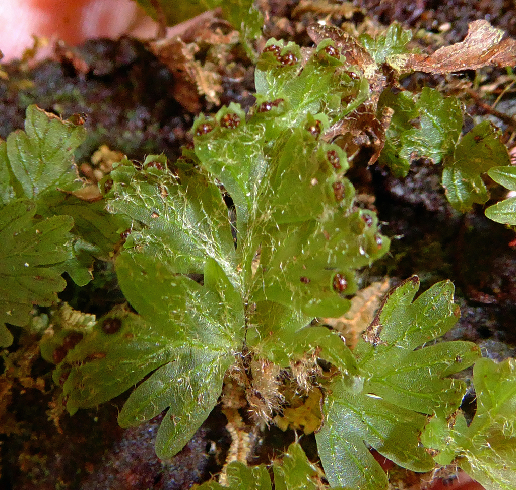 Hymenophyllum rufescens