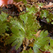 Hymenophyllum rufescens - Photo Ningún derecho reservado, subido por Peter de Lange