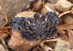 Gorgythion begga begga