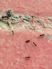 Paratrechina longicornis