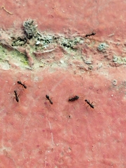 Paratrechina longicornis