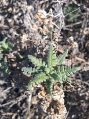Phacelia phyllomanica
