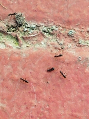 Paratrechina longicornis