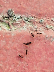 Paratrechina longicornis