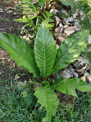 Anthurium schlechtendalii