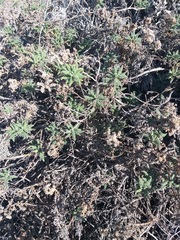 Phacelia phyllomanica