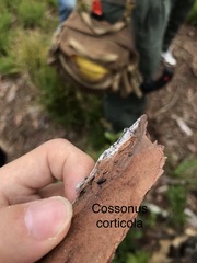 Image of Cossonus corticola