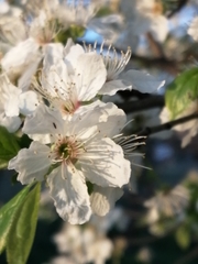 Prunus cerasifera