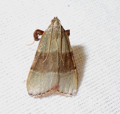 Basacallis tarachodes