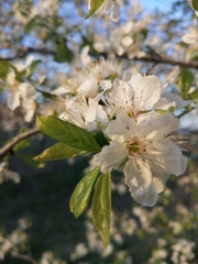 Prunus cerasifera