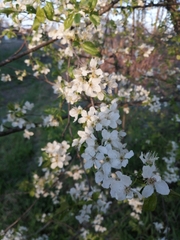 Prunus cerasifera