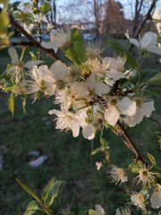 Prunus cerasifera