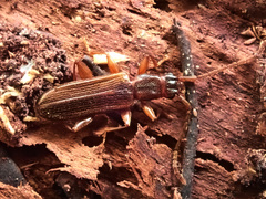 Dendrophagus crenatus