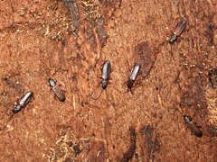 Dendrophagus crenatus