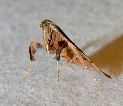 Basacallis tarachodes