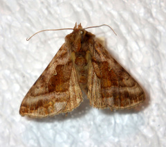 Autographa jota