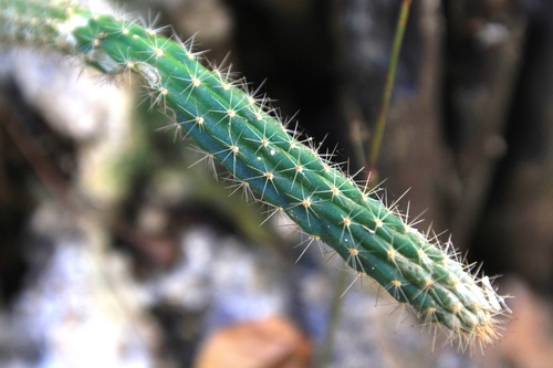 Image of Harrisia divaricata by (c) Brian Oakes Haiti Hunter, some rights reserved (CC BY)