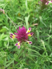 Melampyrum arvense