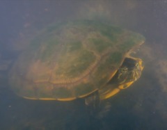 Trachemys venusta
